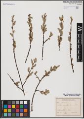 Foto von Salix aurita L.